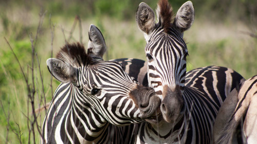 Aquila Private Game Reserve Full-Day Tour