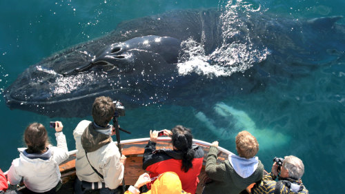 Whale-Watching Half-Day Tour
