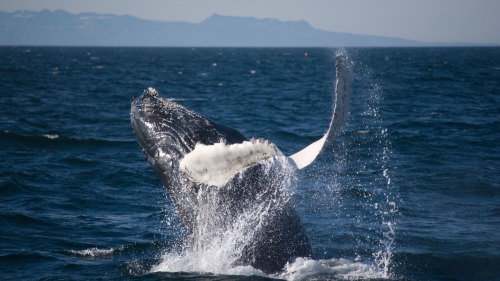 Whale Watching, Blue Lagoon & Keflavik Airport Transfer