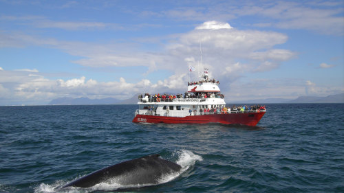 Whale Watching & Golden Circle Full-Day Tour