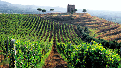 Roman Countryside Vineyards & Wine Tasting