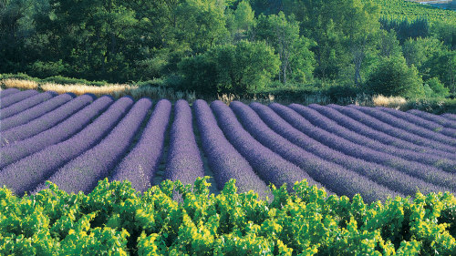 Luberon Villages & Lavender Tour