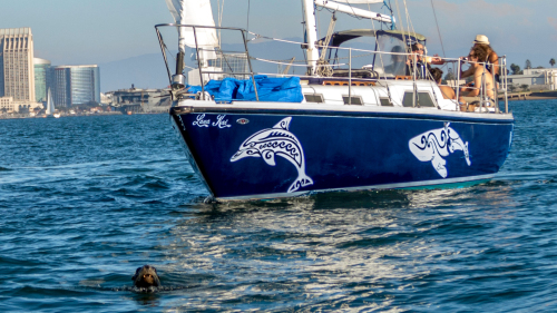 Half-Day Whale-Watching & Sailing Tour by San Diego Sailing Tours