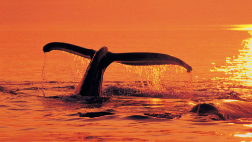 Whale & Dolphin Watching Expedition by Hornblower Cruises & Events