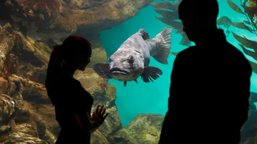 California Academy of Sciences Behind-the-Scenes Aquarium Tour