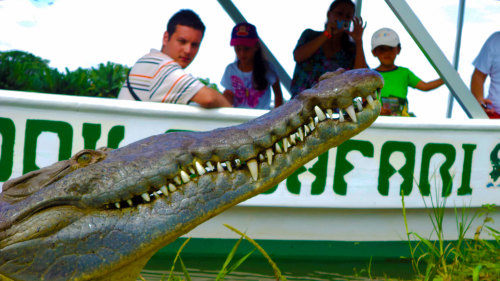Crocodile Safari