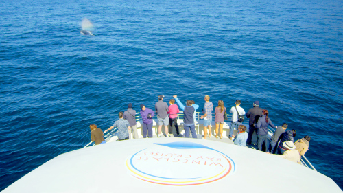 Freycinet & Wineglass Bay Cruise by Wineglass Bay Cruises