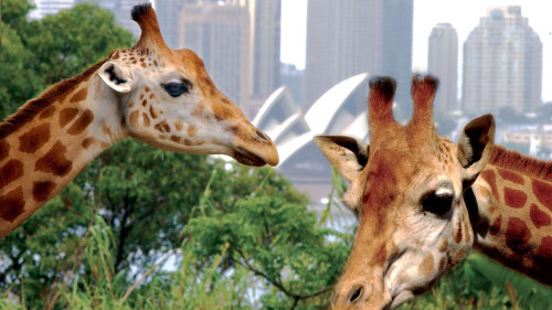 Taronga Zoo & Sky Safari with Sydney Harbour Explorer Cruise
