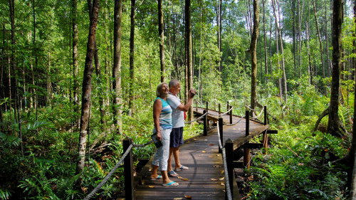 Private Mangrove Forests & Orangutan Tour by Tour & Incentive Travel