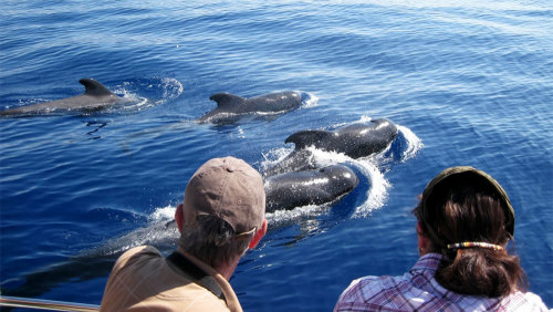 Whales & Dolphins Half-Day Tour
