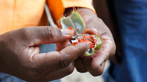 Zesty Zanzibar Small-Group Tour with Lunch by Urban Adventures