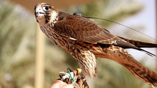 Heritage Wildlife Safari & Falconry Experience