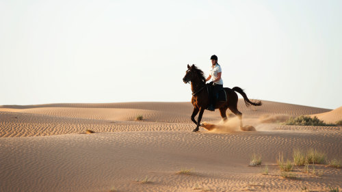 Desert Horse Riding at Mushrif Equestrian Park
