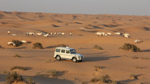 Luxury Conservation Drive with Refreshments at Al Maha Desert Resort
