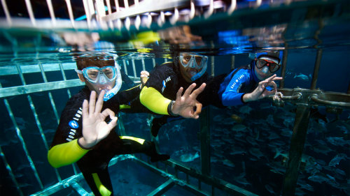 Cage Snorkeling Experience
