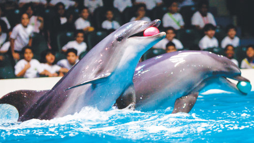 Dolphin Show at Creek Park