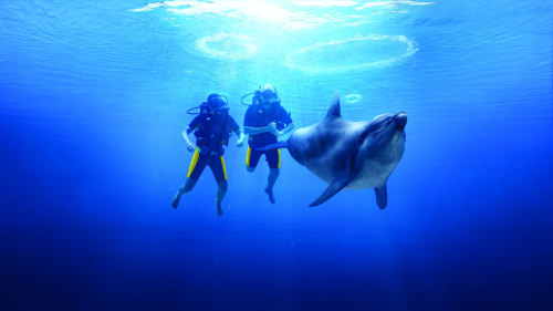 Dolphin Bay Scuba Dive at Atlantis, The Palm