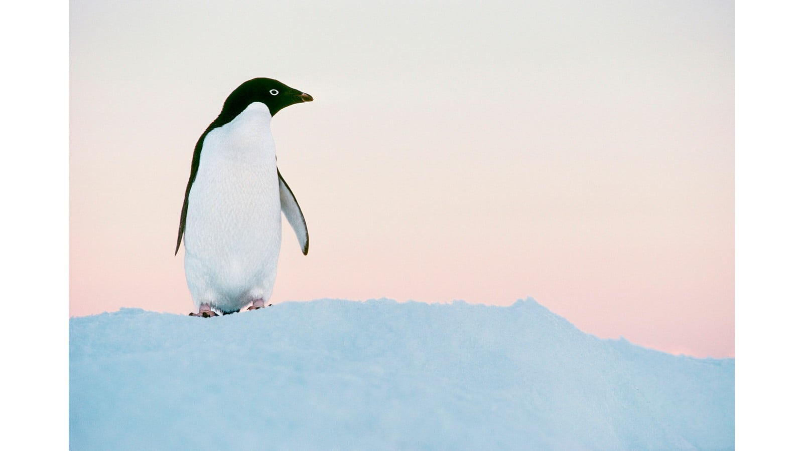 Best Time to Visit Antarctica