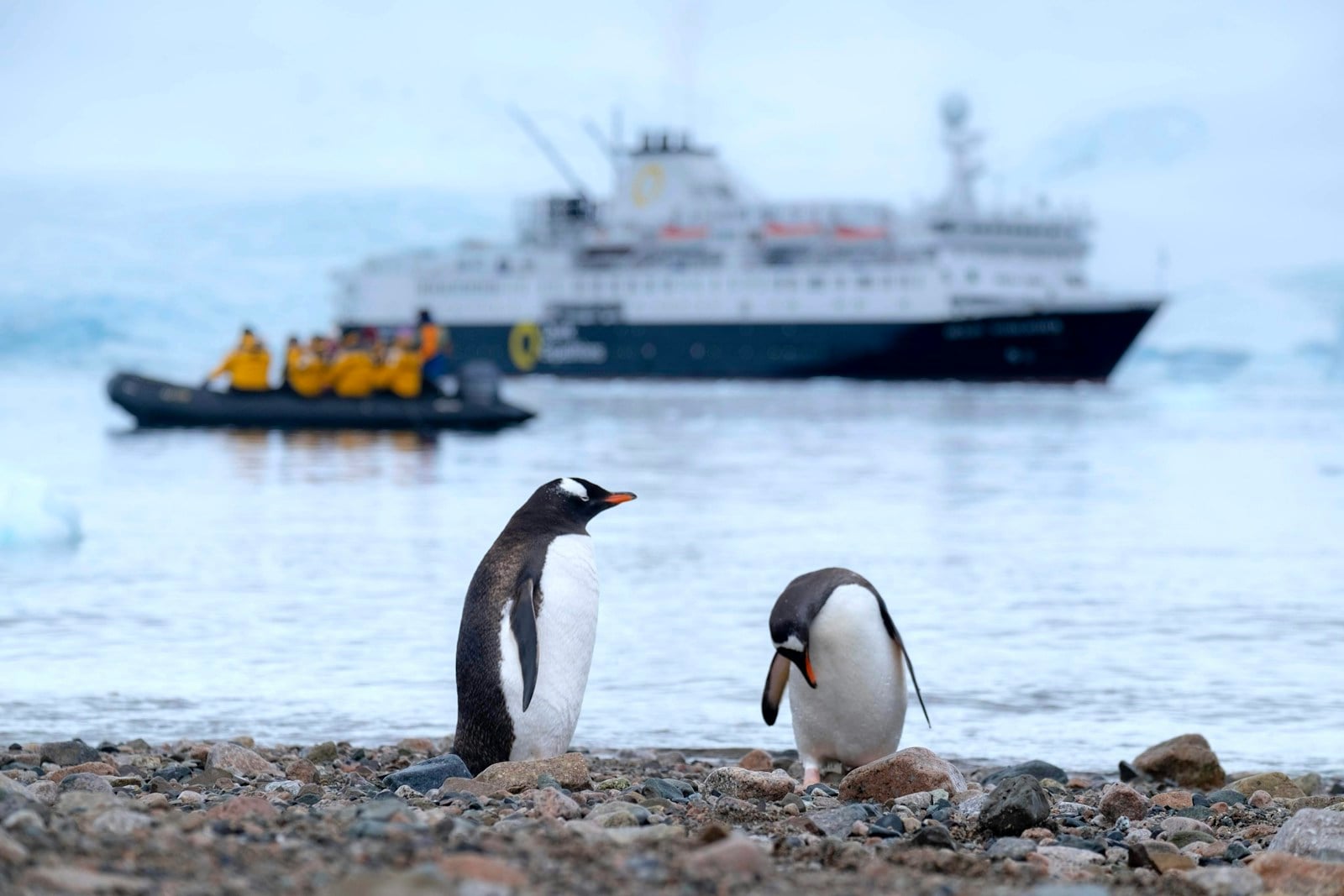 Family Antarctica Cruises