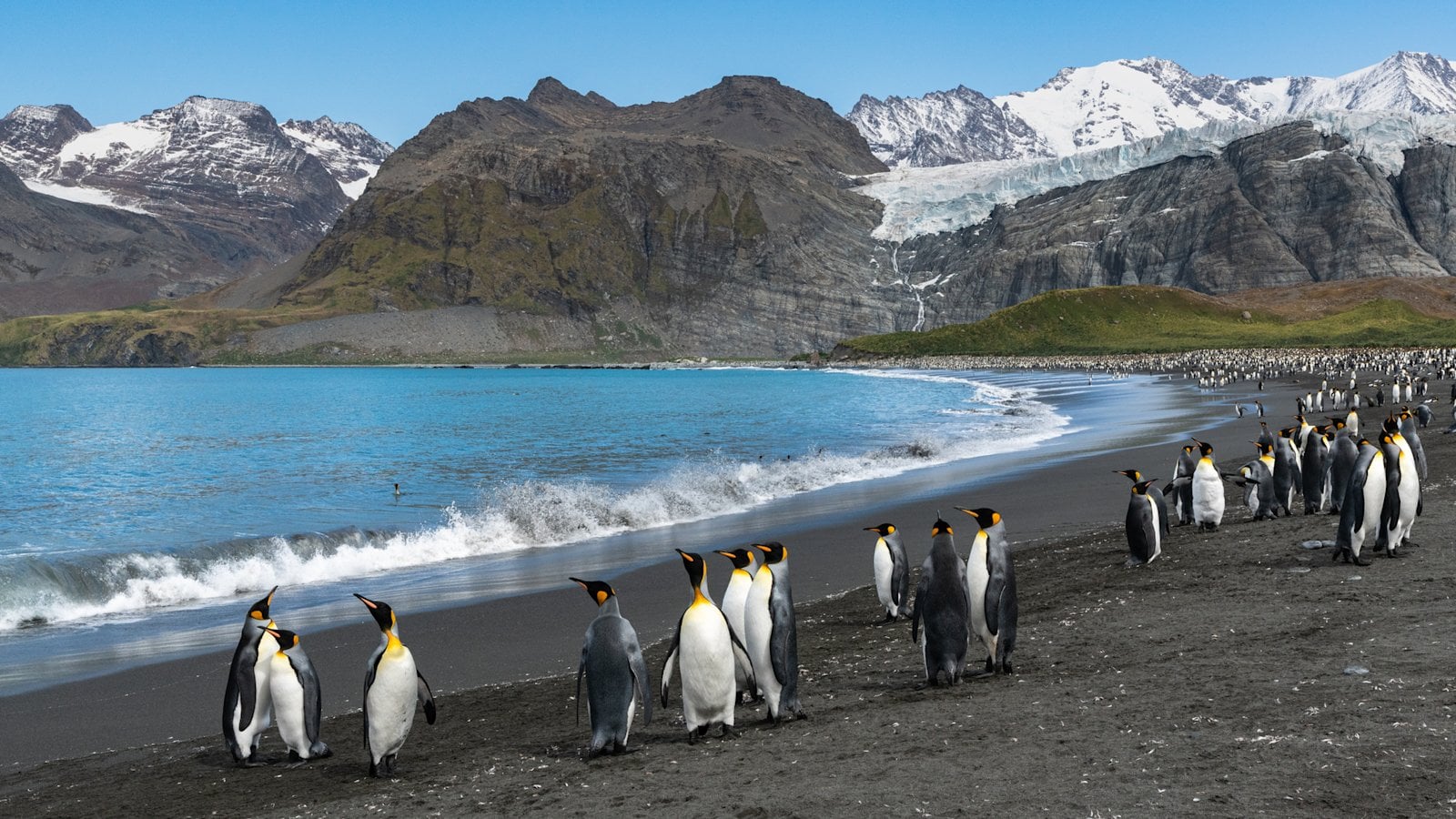 South Georgia and Falklands Cruises