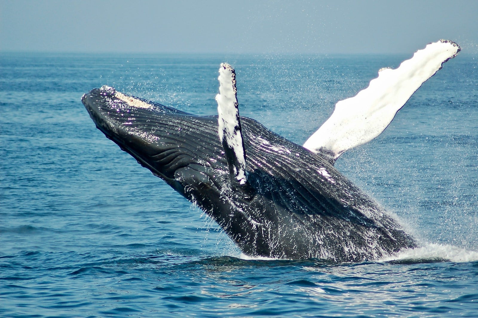 Arctic Wildlife and Polar Bear Viewing