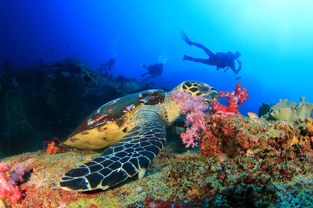 Best Snorkeling and Diving in The Caribbean