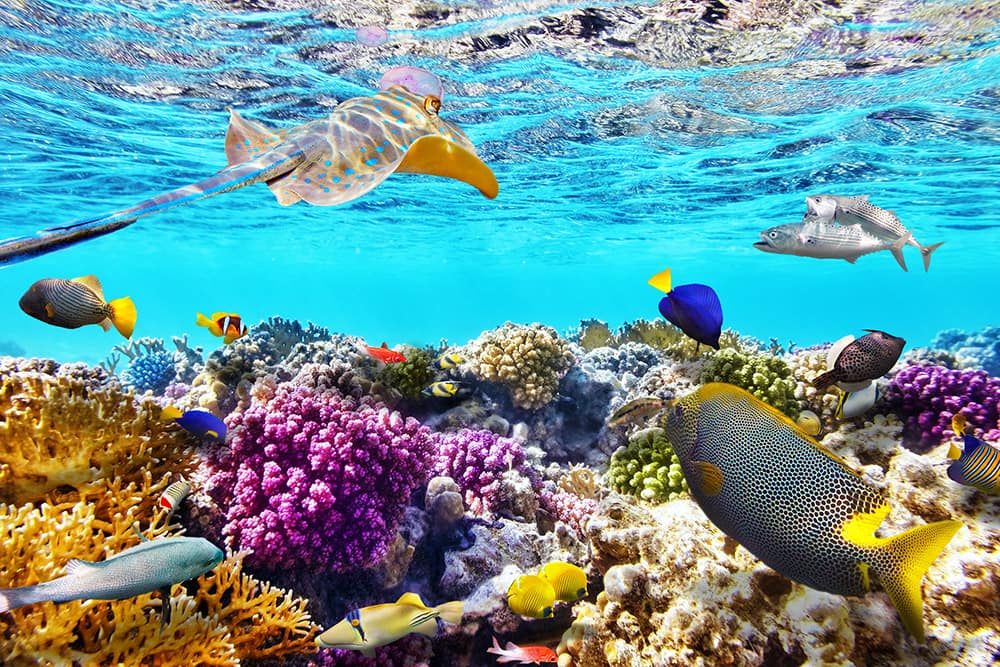 Best Diving in The Caribbean Best Snorkeling and Diving in The Caribbean
