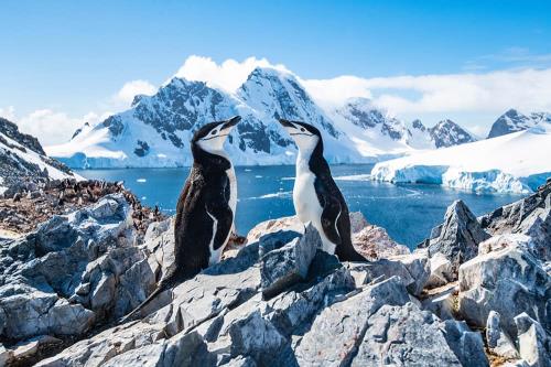 2025 Antarctica Cruises: Discover the Falkland Islands, Argentina & More