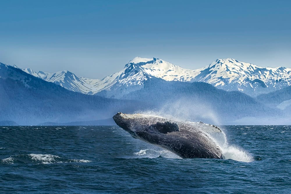 Cruising Glacier Bay in Alaska: 9 Tips from an NCL Employee