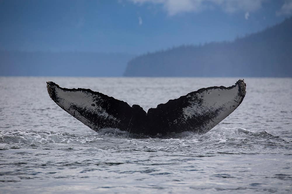 Famed Artist & Wildlife Expert Wyland Says Everyone Should See Alaska from a Norwegian Cruise Ship