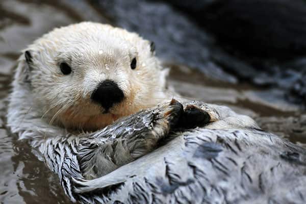Arctic Sea Otter Arctic Sea Otter on an Alaskan cruise
