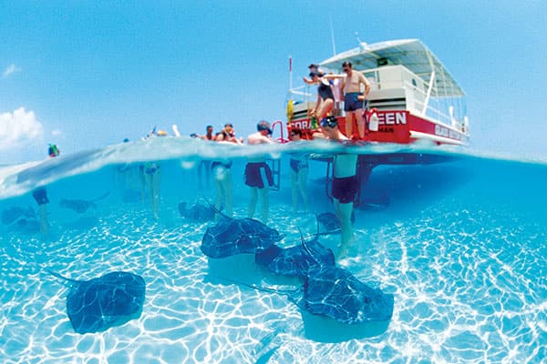 Swim with stingrays in Grand Cayman Swim with stingrays in Grand Cayman