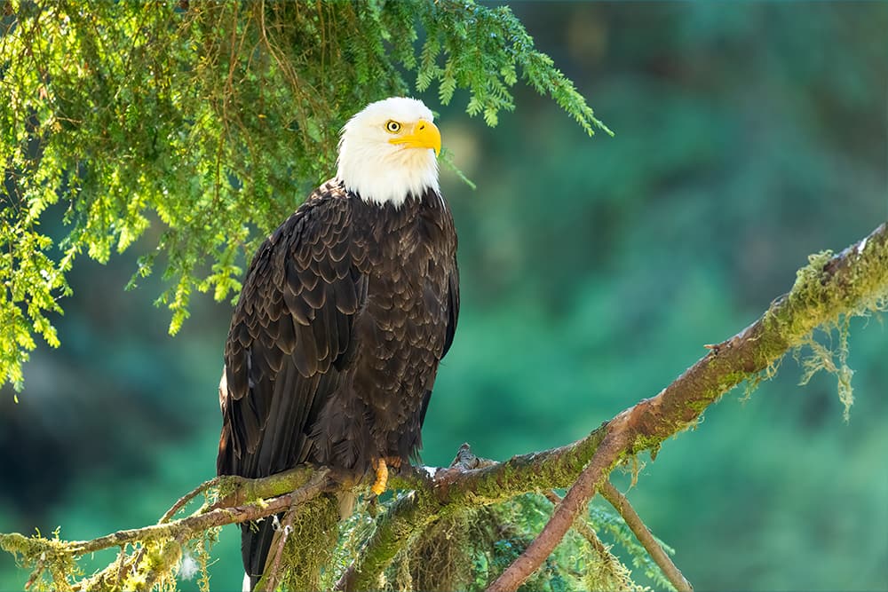 Top Wildlife to Spot on a Cruise to Alaska