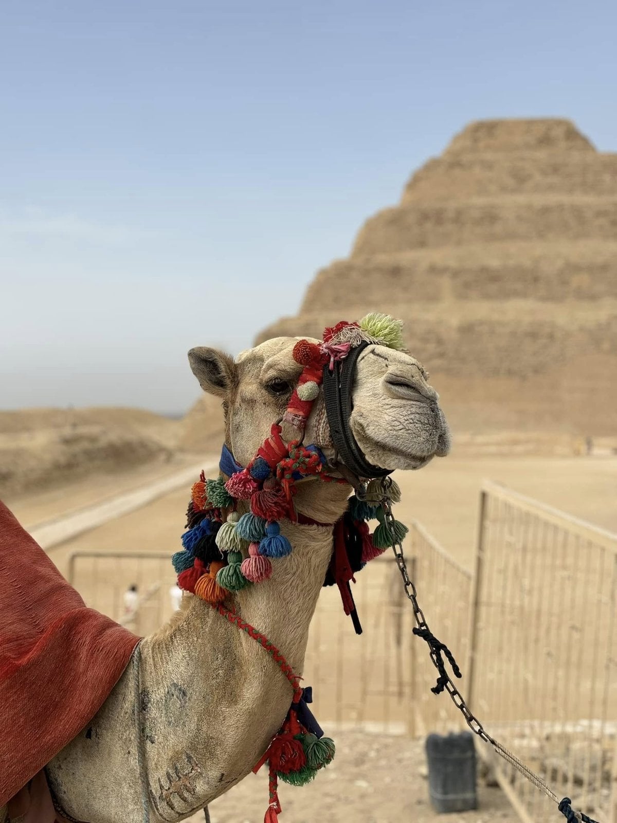 A camel adorned with colorful tassels in front of the ancient Step Pyramid of Djoser at Saqqara