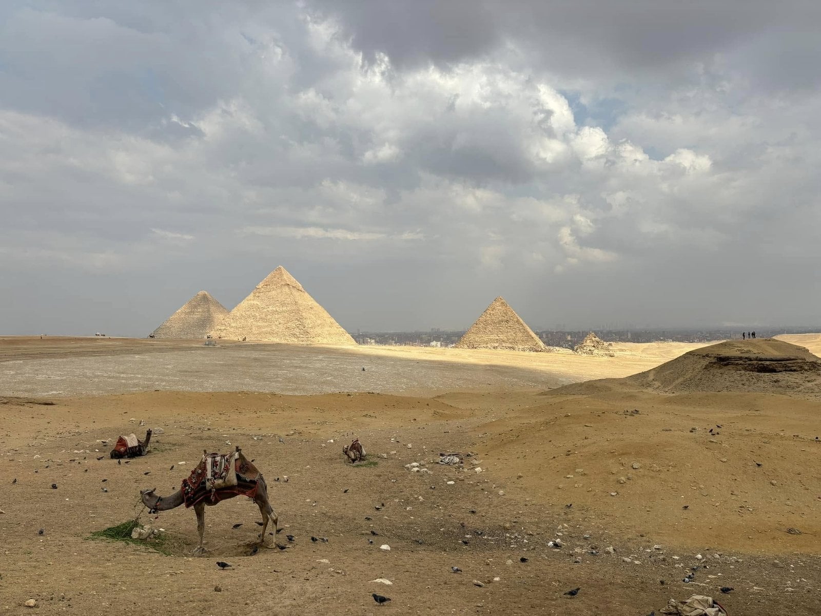 Panoramic view of all three Pyramids of Giza and a camel in the desert