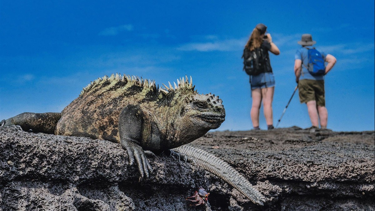 A family watches sea lions sunbathing on a pristine white sand beach in the Galápagos Islands with a Lindblad Expeditions ship in the distance under a clear blue sky.