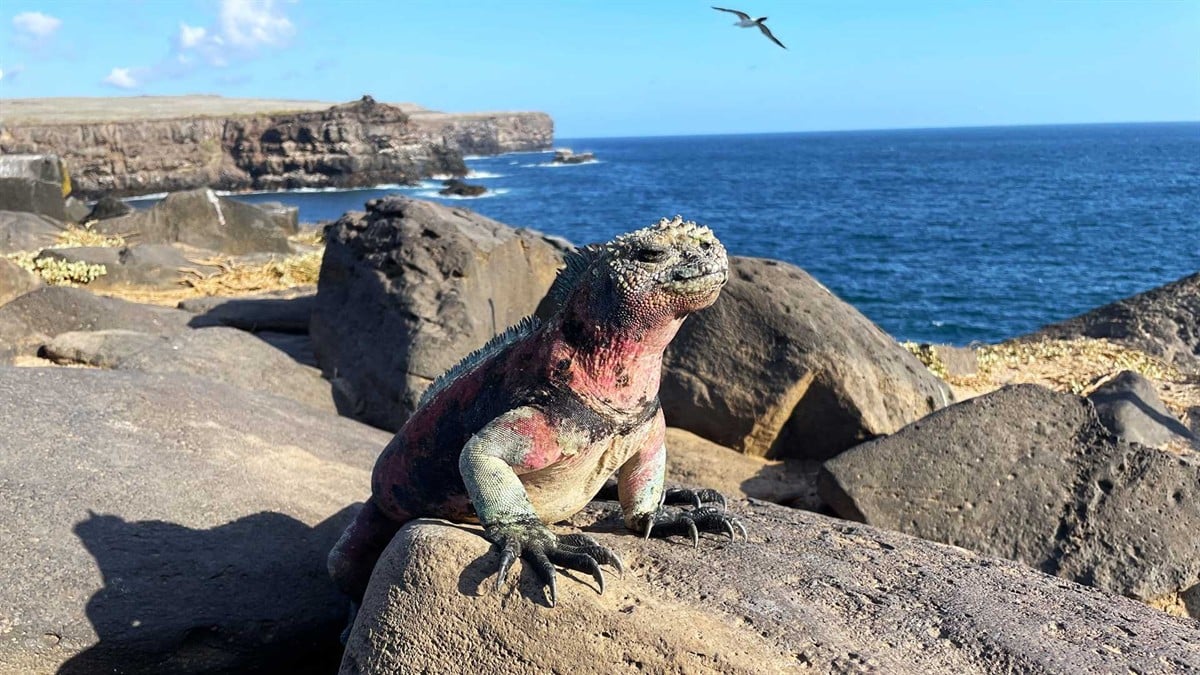 Guests walking on a volcanic island trail with a Lindblad expedition ship anchored offshore in the background in the Galapagos.