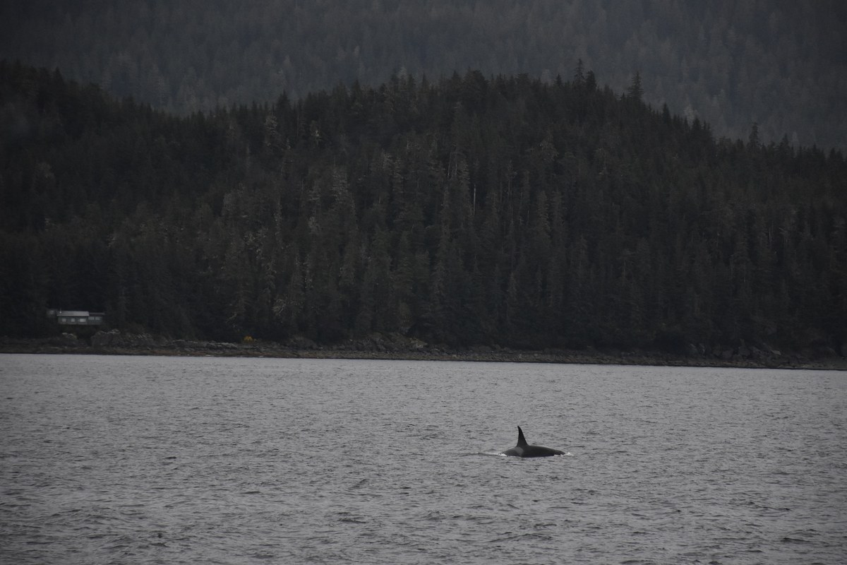 Orca killer whales surfacing in Juneau Alaska waters