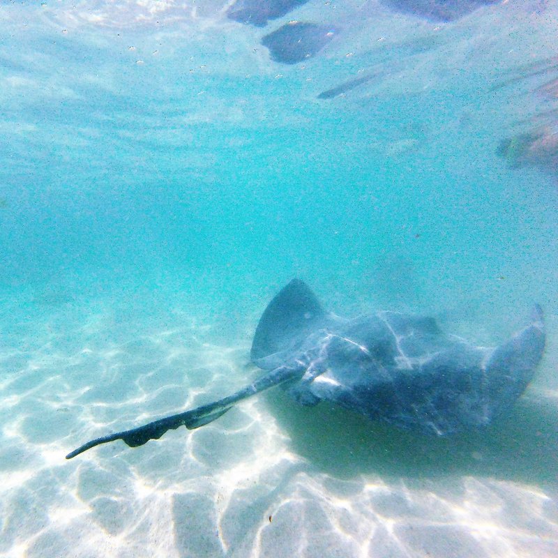 Gentle southern stingray in turquoise waters of Antigua