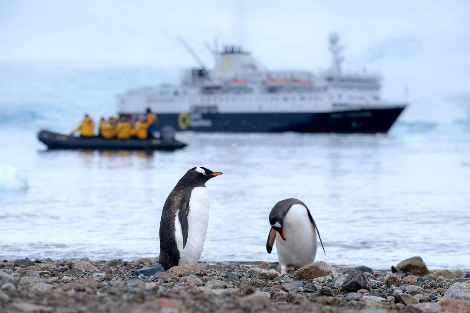 Gentoo penguins along stony beach on Danco Island in Antarctica with expedition cruise ship anchored