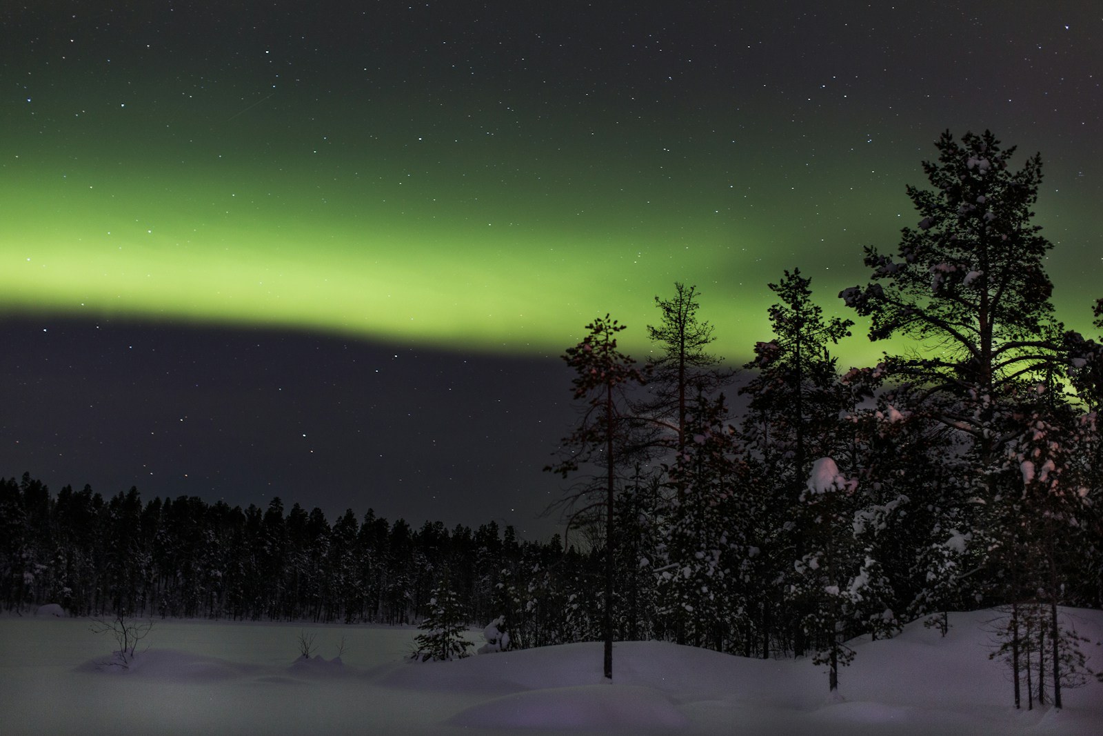 Aurora Borealis illuminating snow-covered pine trees in Finnish Lapland