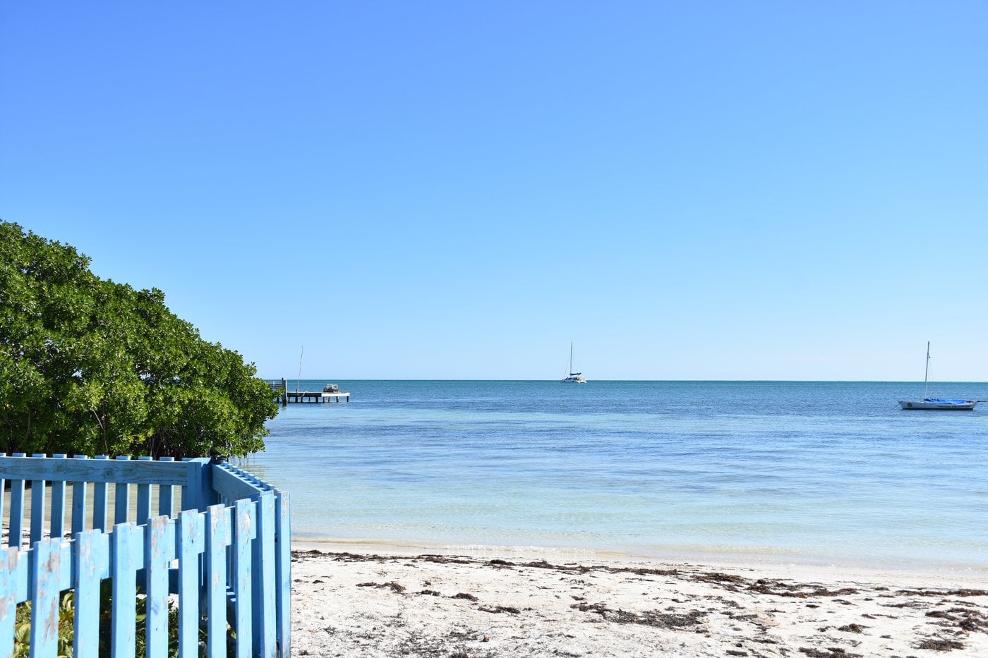 Brown pelicans resting on wooden docks along Caye Caulker shoreline