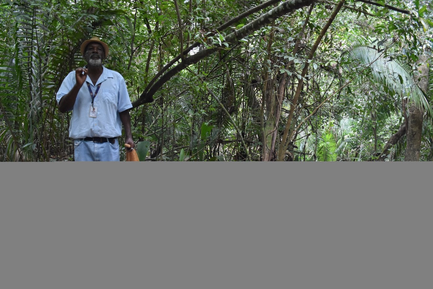 Black howler monkey in the jungle canopy at Community Baboon Sanctuary