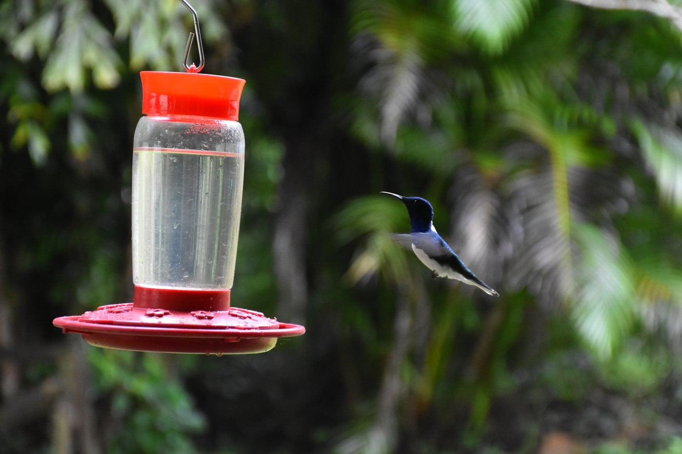 Hummingbird garden at Green Hills Butterfly Ranch in Belize