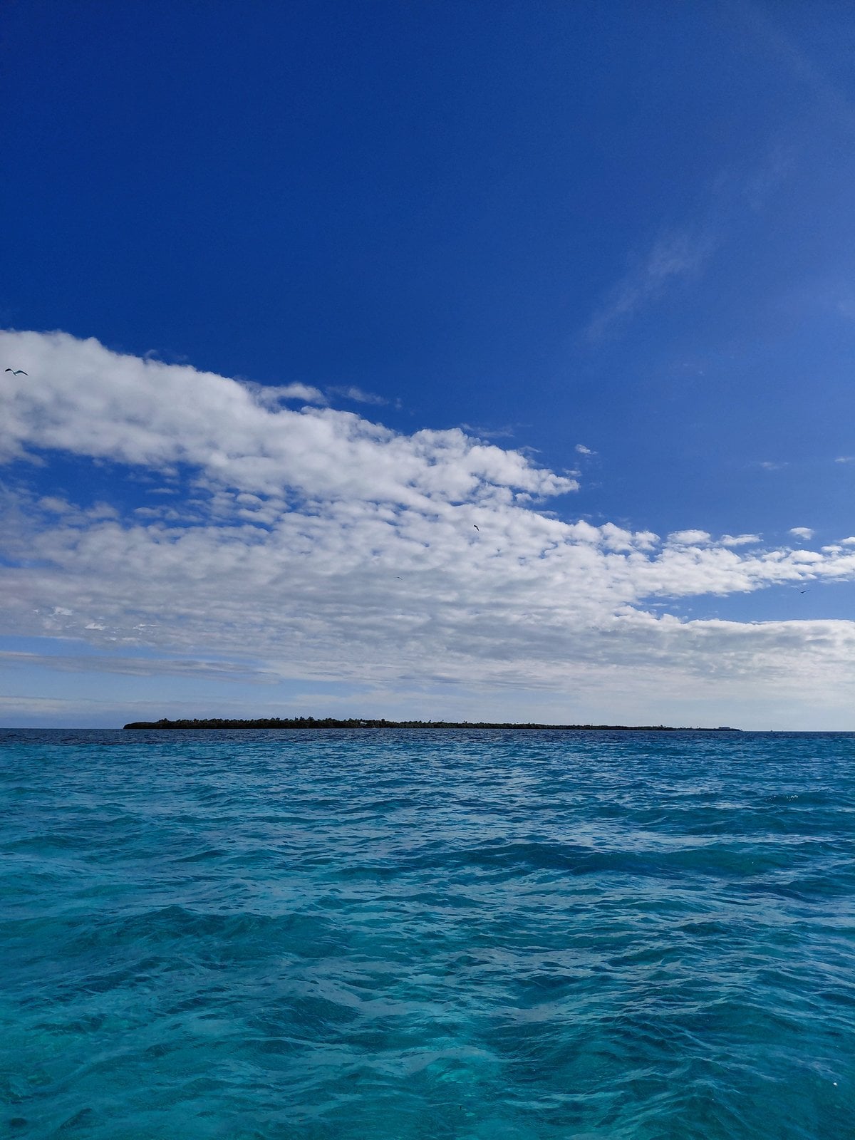 Catamaran sailing in the crystal-clear waters of Hol Chan Marine Reserve