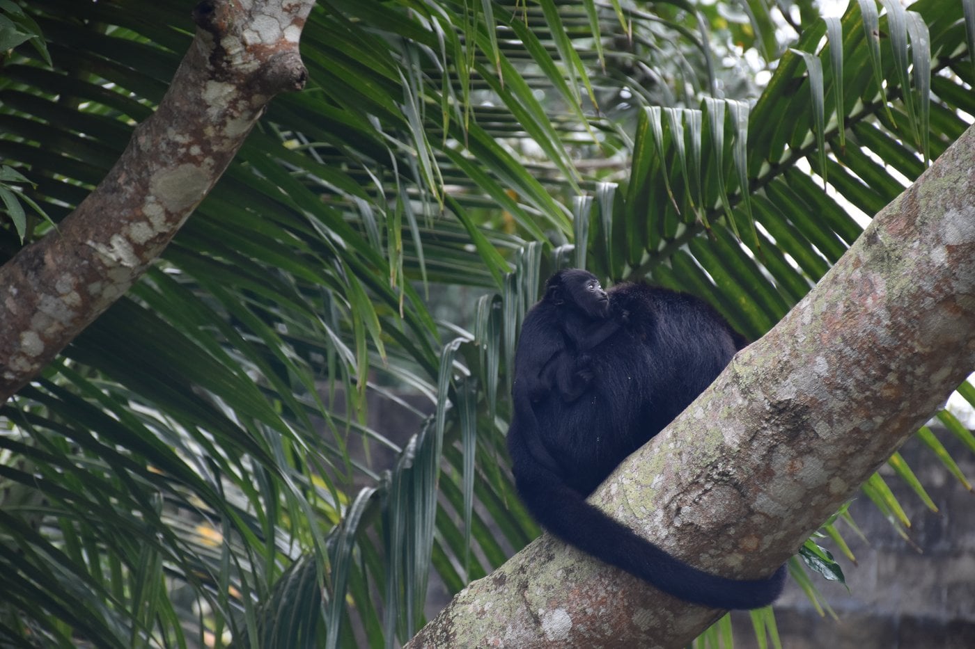 Mother howler monkey carrying baby on her back in Belize