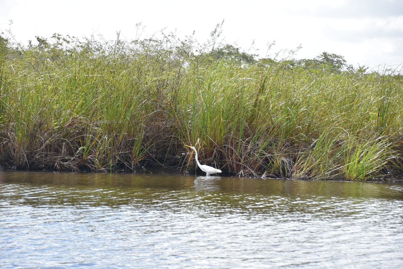 Arrival at Lamanai Archaeological Reserve lagoon docks