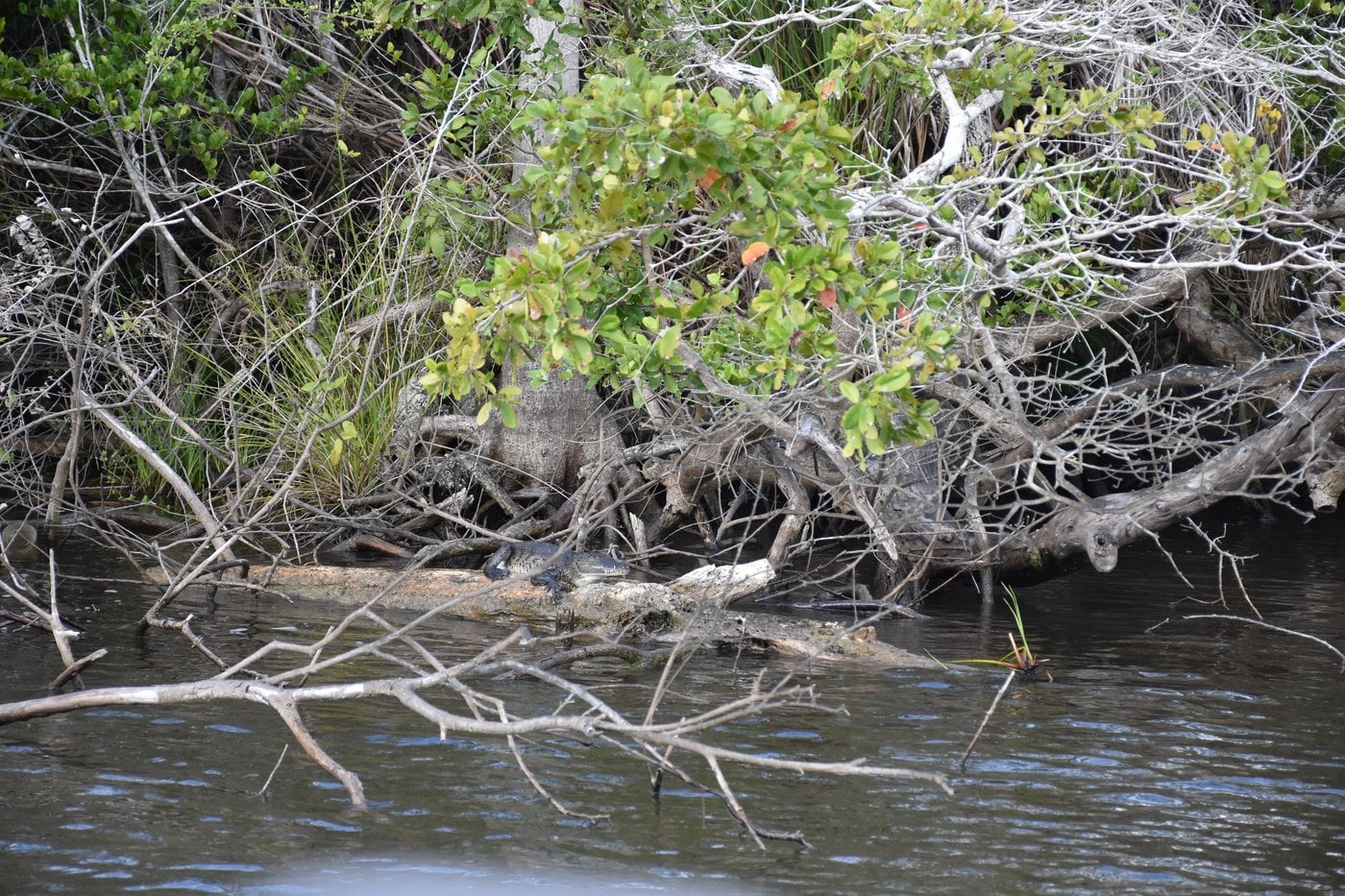 New River boat safari cruise spotting wildlife in Belize
