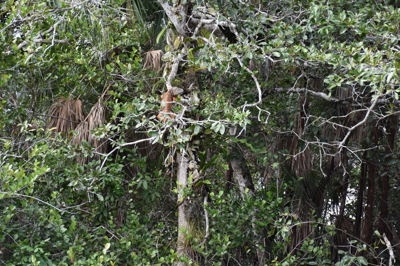 Water birds and Jabiru Stork habitat along the riverbanks