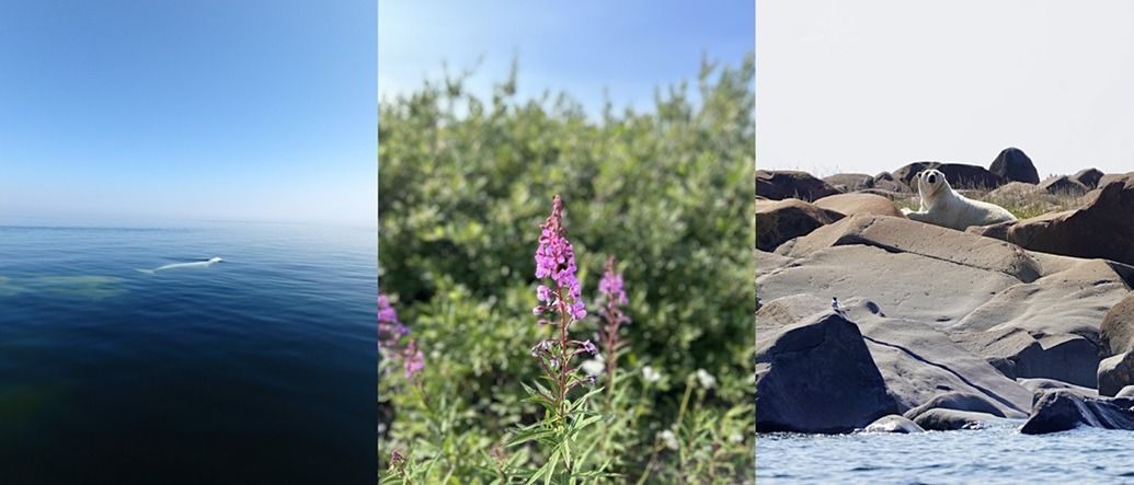 Triptych of Churchill summer wildlife: beluga whale in blue bay waters, purple fireweed wildflowers, and summer polar bear resting on rocks